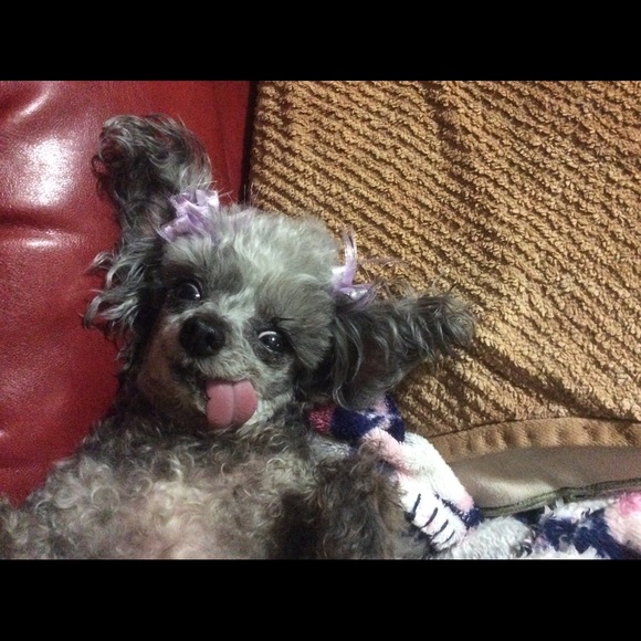 Meet your Posher, Shirley - Picture 2 of 3